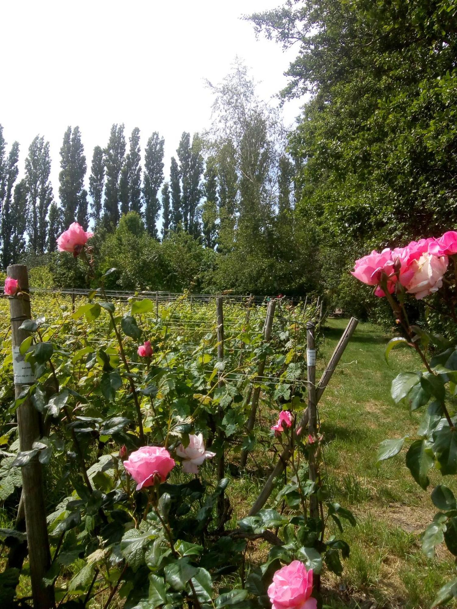 Wijndomein De Vier Ambachten -Overnachten In De Wijngaard Simonshaven 외부 사진